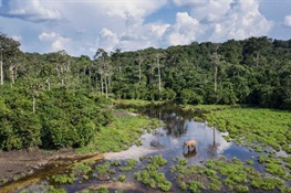 WCS Awarded $25 Million by Ballmer Group to Support the Forest First Approach and Forest Conservation in the Congo Basin